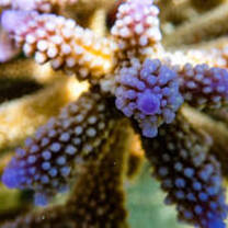 corals
