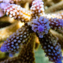 corals