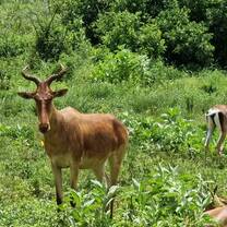 animals