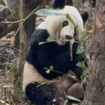 chengdu 