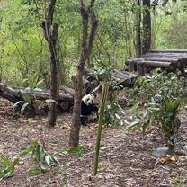 Riserva naturale dei Panda
