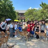 Petting Wild Deer in Nara