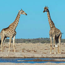 Giraffe