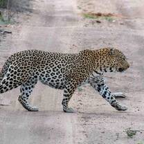 Leopard