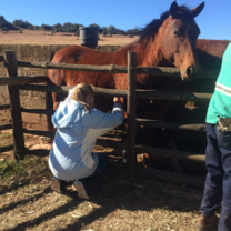 Volunteer tasks