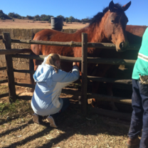Volunteer tasks