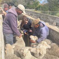 volunteer tasks