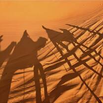 Camels
