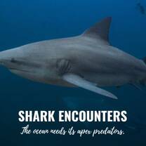 Marine Conservation in Costa Rica