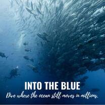 Marine Conservation in Costa Rica