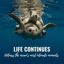 Marine Conservation in Costa Rica