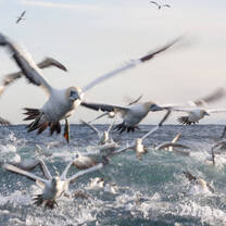 Aerial Action