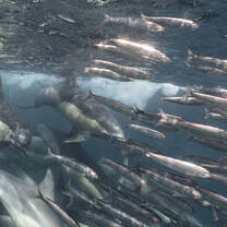 Underwater Action