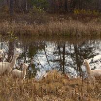 alpacas around the pond