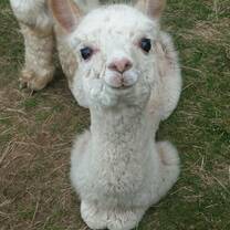 baby alpaca