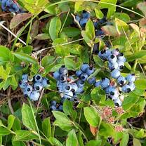 wild blueberries