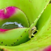 Frog in rainforest.