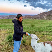 Student feeding baby llama.