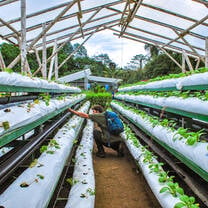 A student conducts research in a greenhouse