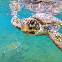 Sea turtle in Samoa