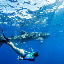Students snorkeling with a shark.