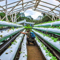A student conducts research in a greenhouse