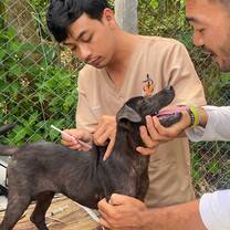 Dog rescue in Bali 