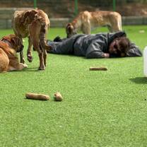 Dog shelter South Korea