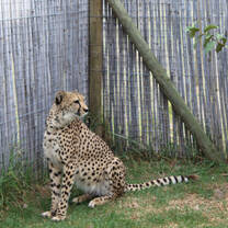 Cheetah conservation South Africa 