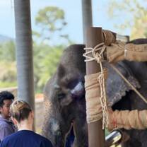 Elephant volunteer at conservation in Thailand 