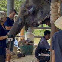 Elephant conservation volunteers 