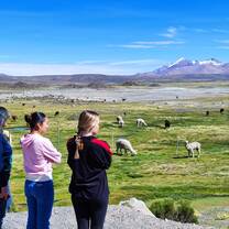Students observe alpacas.