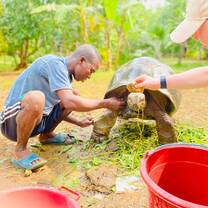 Turtle conservation 