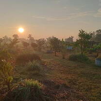 Food Forest in Morning
