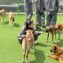 Dog rescue volunteers in Seoul