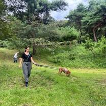 Dog rescue volunteers in Seoul