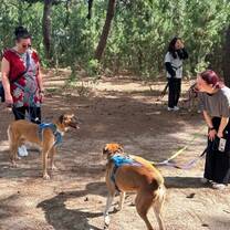 Dog rescue volunteers in Seoul