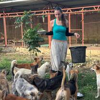 Animal care volunteer feeding the dogs
