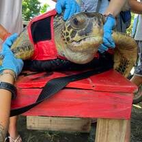 Working with sea turtles in Costa Rica