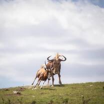 Wildebeest