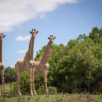 Giraffe