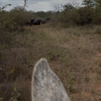 Buffalo found