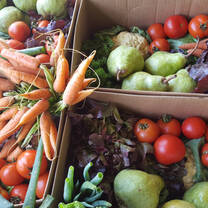 Good Hope Volunteers - Urban Farming