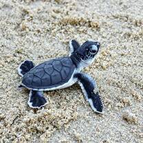 Sea Turtle
