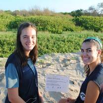 Turtle Nesting