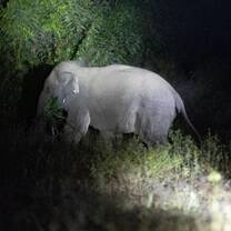 Assess elephant movement