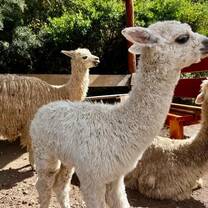 three white llamas