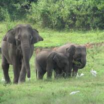 Elephants! 