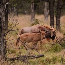 Wildebeest on Farm 
