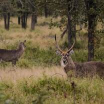 Waterbuck on Farm 